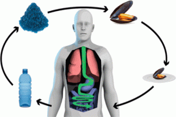 تأکید پژوهش‌ها بر تأثیر زیان‌آور نانوذرات پلاستیک بر سلامت انسان